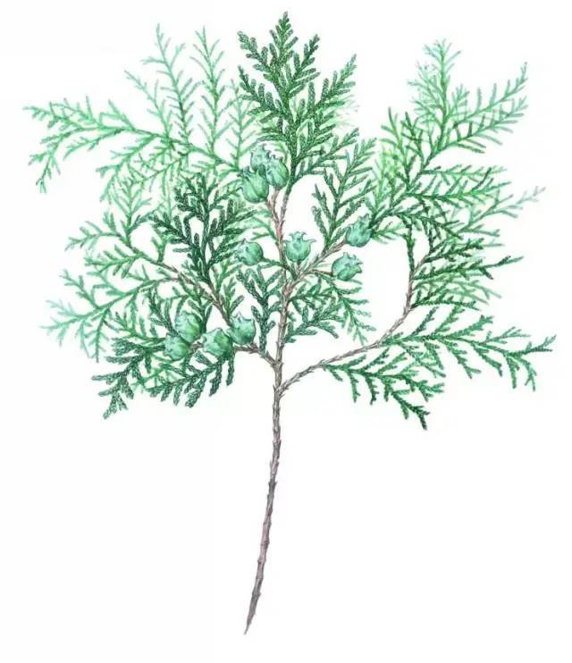 11,侧柏 platycladus orientalis10,菖蒲 acorus calamus9,车前
