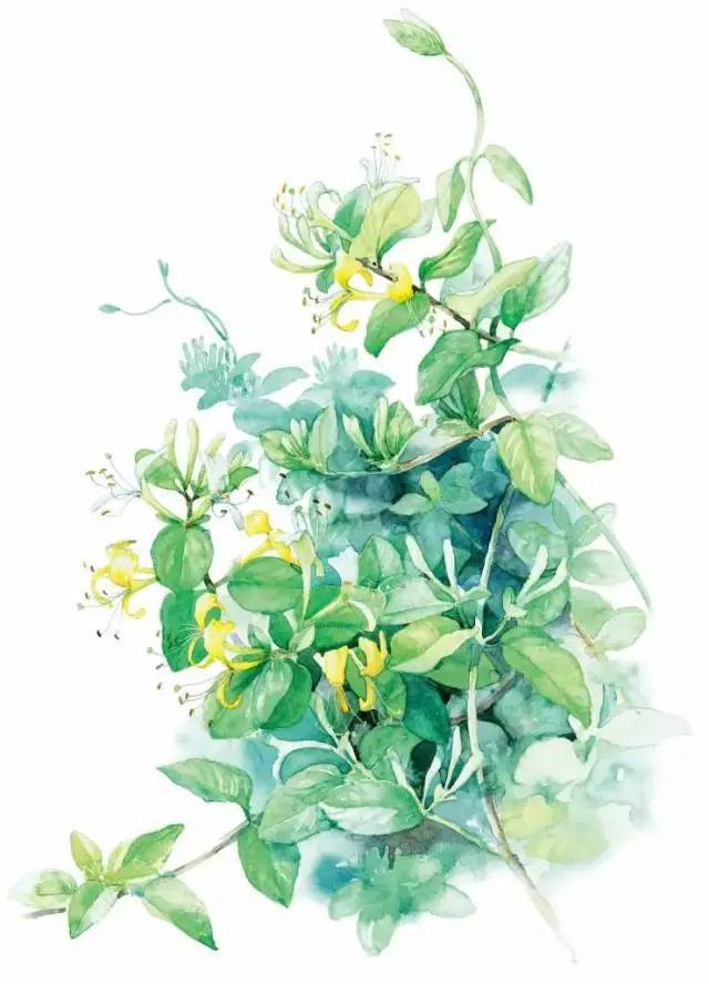 赏心悦目!最美本草:73幅手绘高清中药美图鉴赏来袭,值得收藏