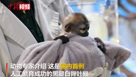 中国首例人工繁育黑腿白臀叶猴亮相广州长隆,网友直呼