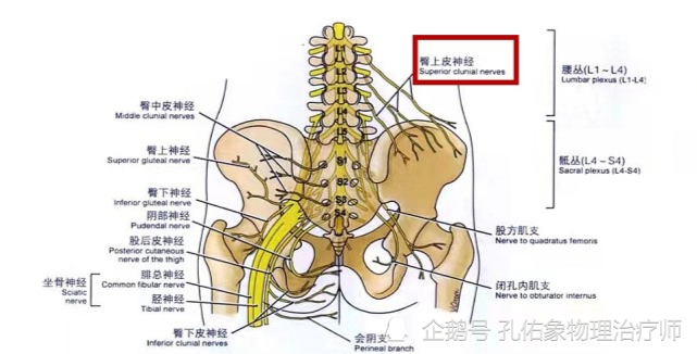 最重要的是,在第3腰椎前方有腰2脊神经前支通过,后方有腰1-3脊神经后