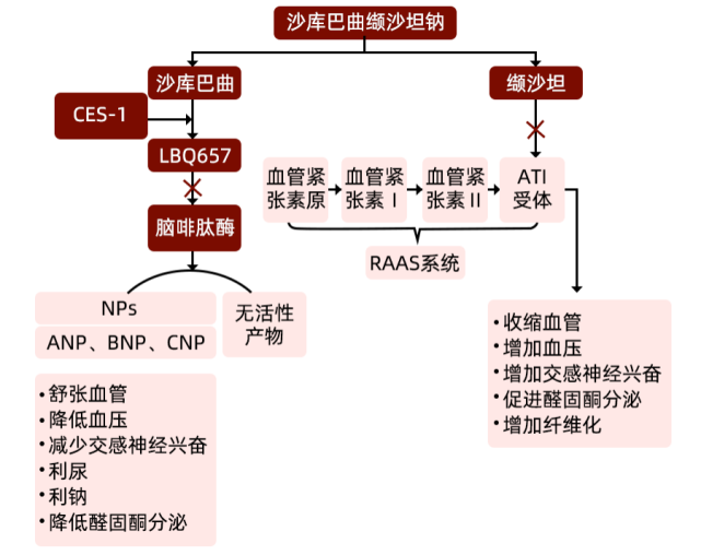 沙库巴曲缬沙坦钠的作用机制[8]