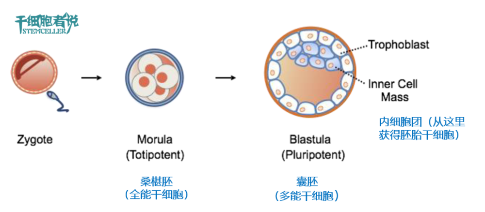 市场上的"胚胎干细胞"是真的胚胎干细胞吗?
