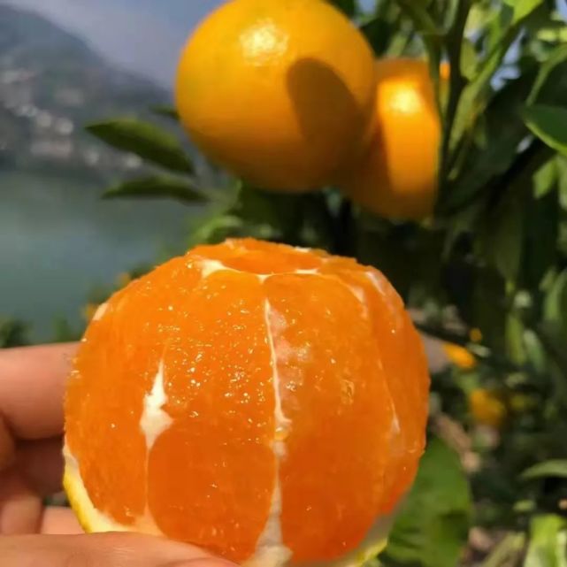 橙子中的爱马仕!水汪汪的九月红脐橙来了