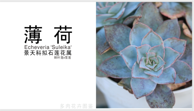 "薄荷"echeveria "suleika" 景天科拟石莲花属多肉植物,钢叶莲和雪莲