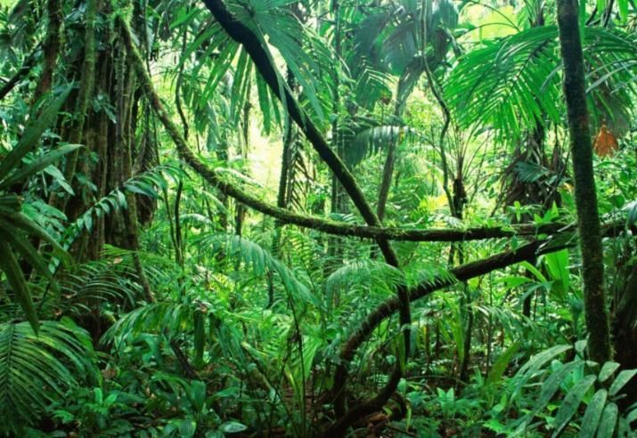 亚马逊,世界最大的热带雨林,到底有多恐怖