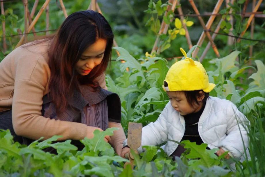 赶紧来认领在城里就能拥有一片自留地柘木镇窑头村共享菜园实现你的