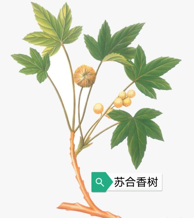 中药古今研究:苏合香