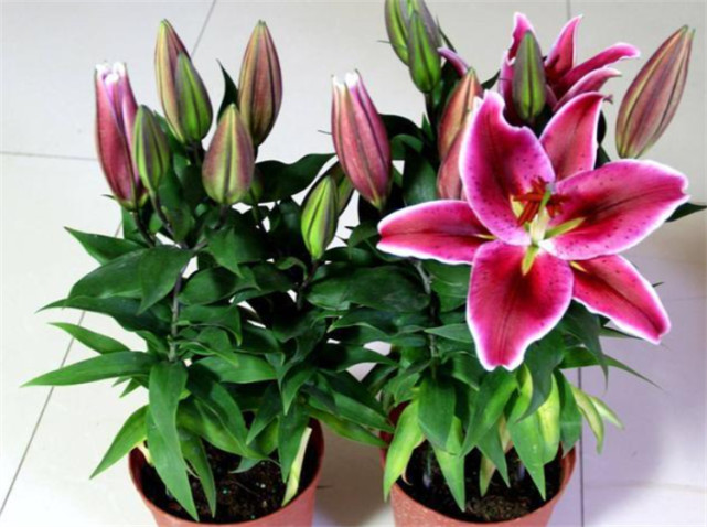 家庭盆栽百合花怎么养?做好5个细节,小盆栽也能花开不