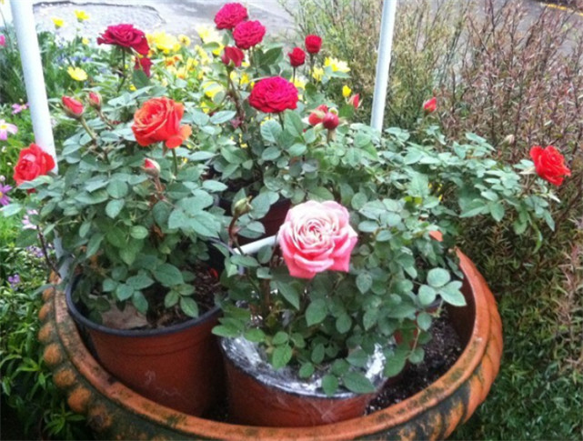 盆栽玫瑰花种植方法与技巧,总结实在,管用,适合新手来