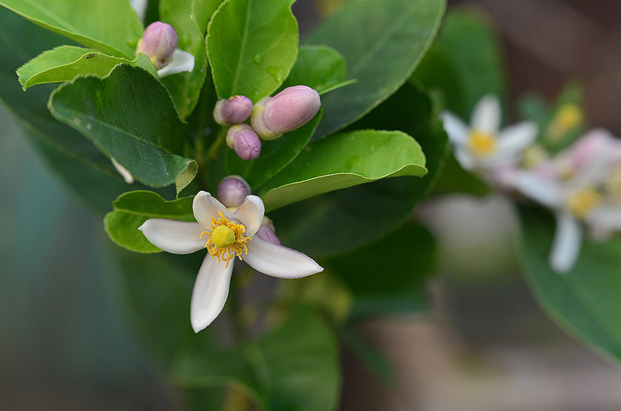 每日一 花 11.12:柠檬花