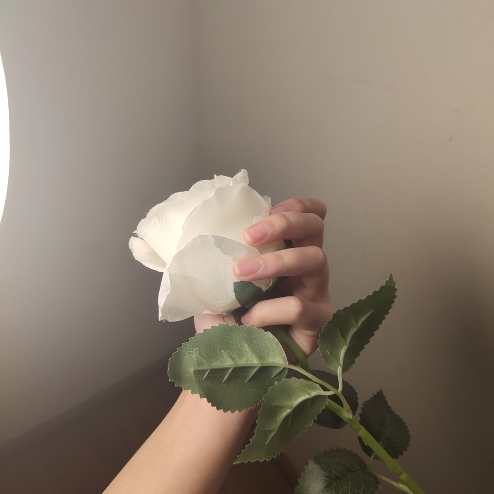 白玫瑰微信背景图