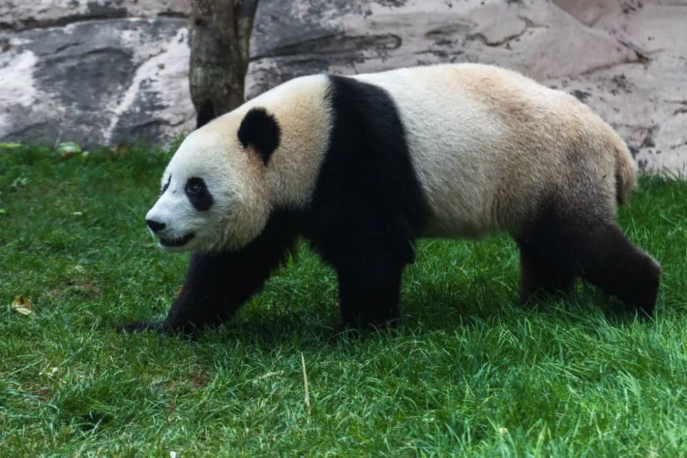 迷雾中的上古食铁神兽,今何在?是大熊猫吗?