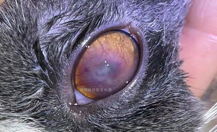 猫大面积角膜溃疡保守治疗痊愈