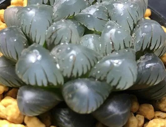 冰灯玉露晶莹剔透,圆润饱满是怎么养的