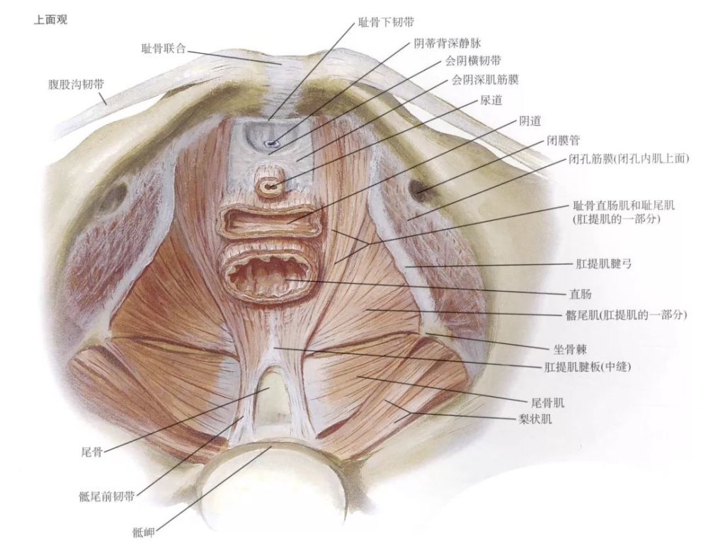 盆底≠盆底肌,你一定要知道的15个盆底小知识