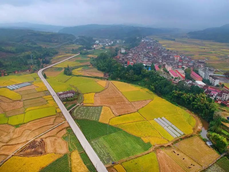 闽北美景|邵武市大埠岗镇:丰收美景入眼帘 "闻"取稻香一片