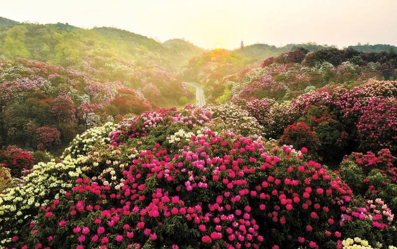 贵州省毕节市百里杜鹃风景名胜区杜鹃花铺山盖岭,五彩缤纷.