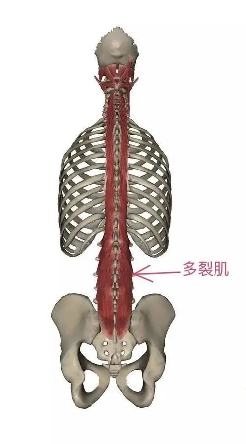 多裂肌的功能主要是维持脊柱稳定,辅助脊柱做后伸,单侧收缩可以侧屈