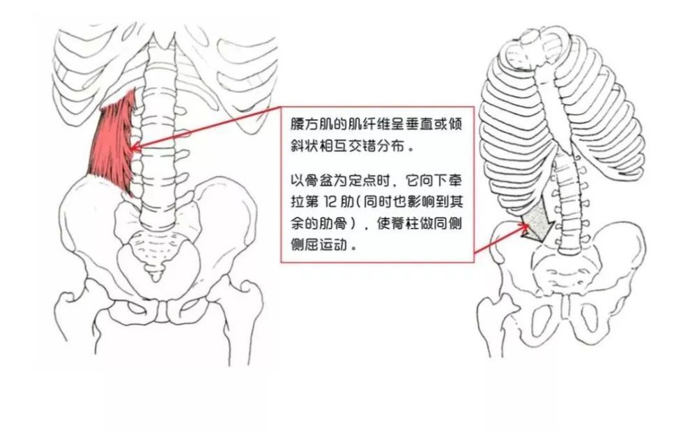 腰方肌位于腹后壁脊柱两侧,是不规则的扁肌,内侧前方是腰大肌,后方是