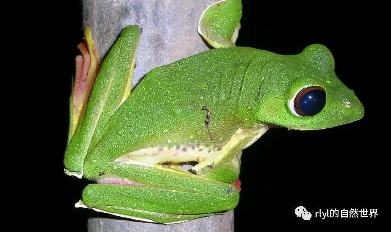 【rlyl物种说】今日-马拉巴尔树蛙(malabar gliding frog)