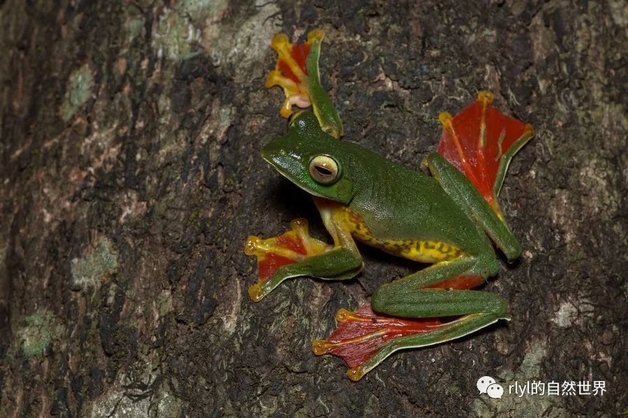 rlyl物种说今日马拉巴尔树蛙malabarglidingfrog