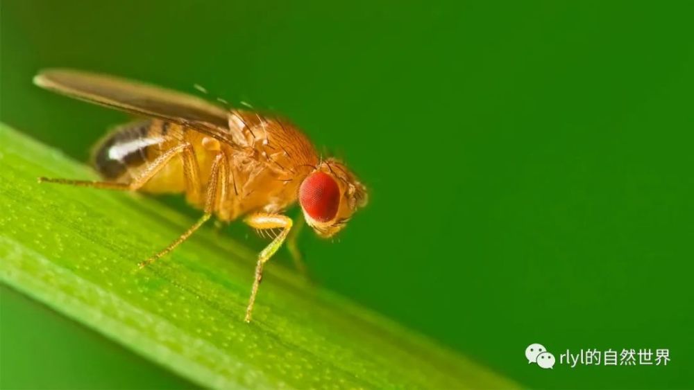 快速冷耐受还可以显著提高昆虫在低温下的存活率,还是以红尾肉蝇为例