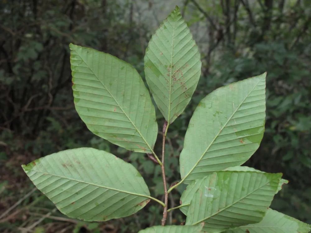 宁波四明山上首次发现珍稀植物:米心水青冈