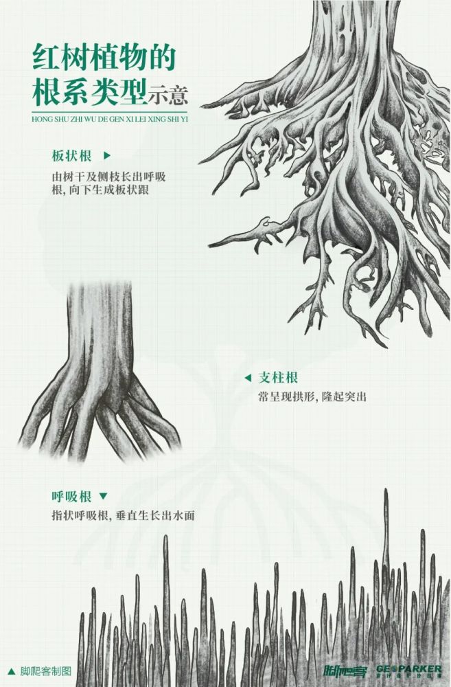 呼吸根的几种类型脚爬客/制图  插画仅供示意,具体形态以实际植物为准