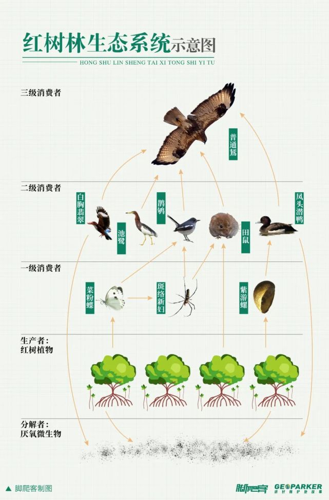 红树林生态系统示意图脚爬客/制图 食物链关系仅供参考当红树林的