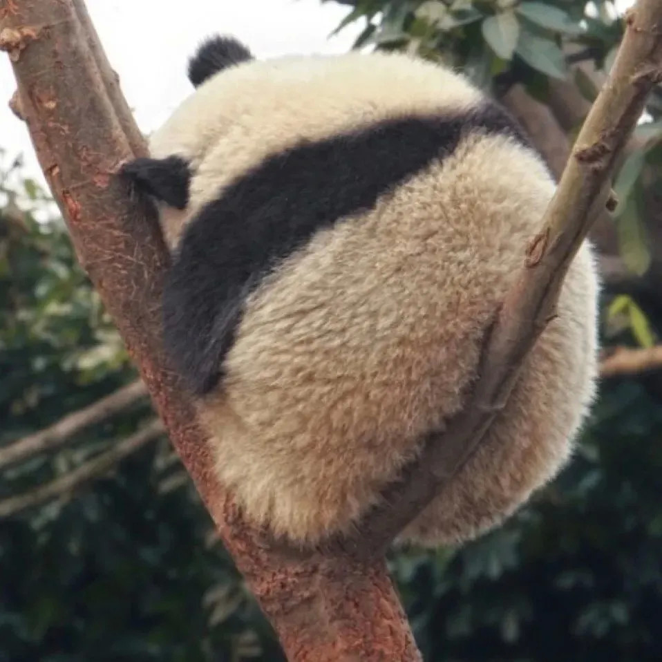 小熊猫头像来了