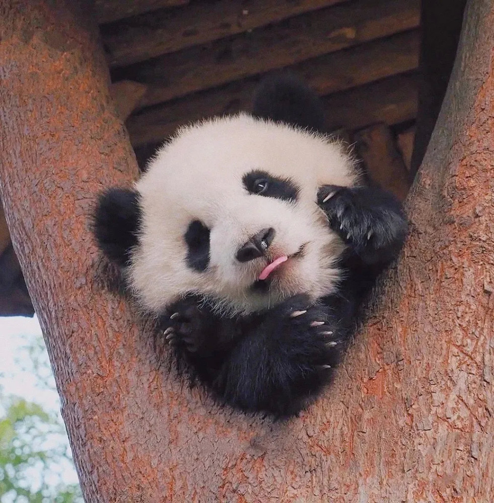 小熊猫头像来了