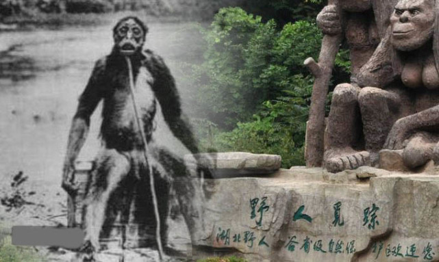 是人猿还是野人?