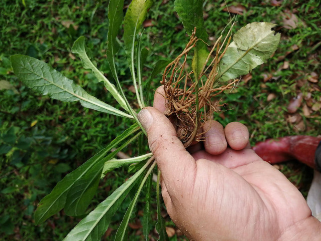 因为地胆草的这种独特香味以及它的功效,在南方它还是一种比较受欢迎