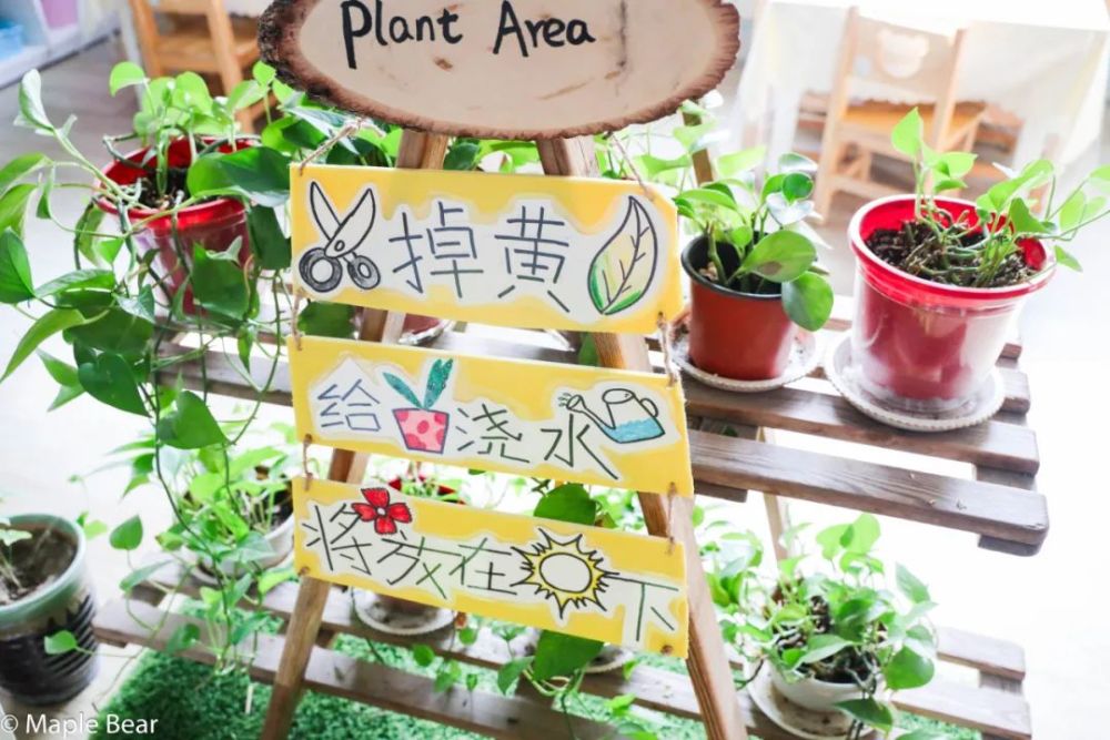 在植物角里,随着季节的变化,幼儿观察植物的不同形态,发现植物细微的