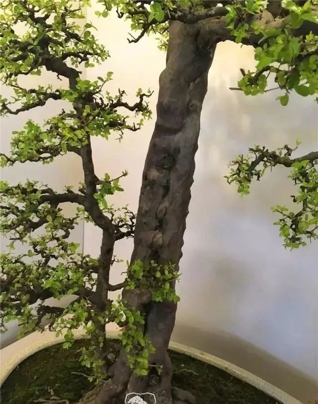 同时,岭南盆景广集博采大自然的奇树异木,不拘一格,其形状千姿百态