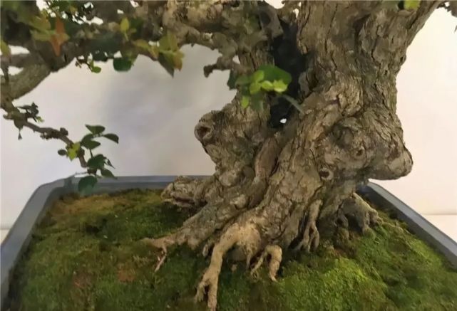 同时,岭南盆景广集博采大自然的奇树异木,不拘一格,其形状千姿百态