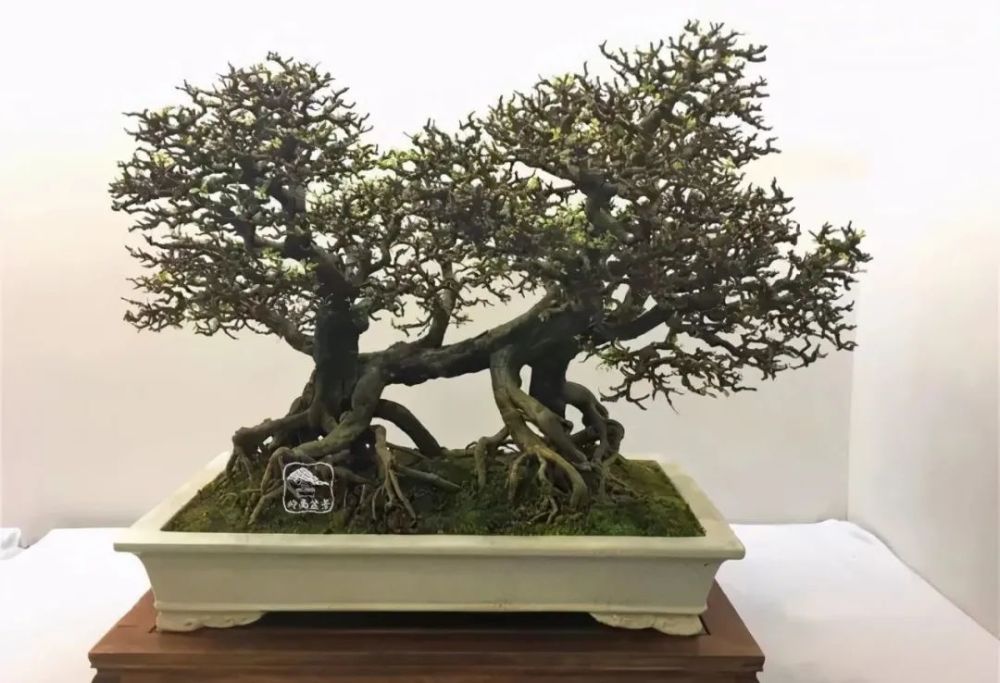 岭南盆景知识!