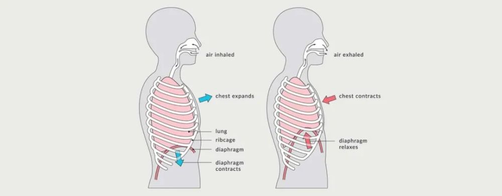 胸部下缘的两个小尖尖不容忽视的肋骨外翻