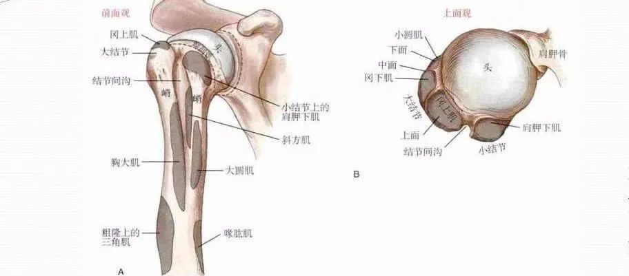 接下来介绍一下肱骨触诊.