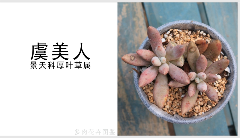 "虞美人"景天科厚叶草属多肉植物,中小型,易群生,较好