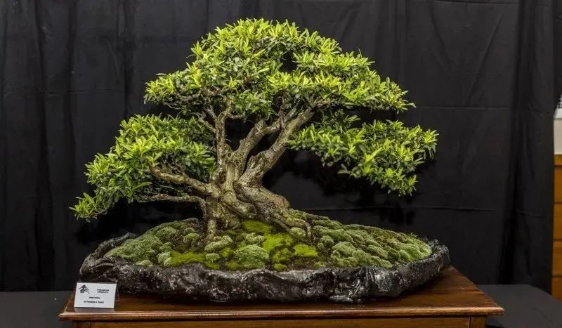 领略世界各国不一样的盆景