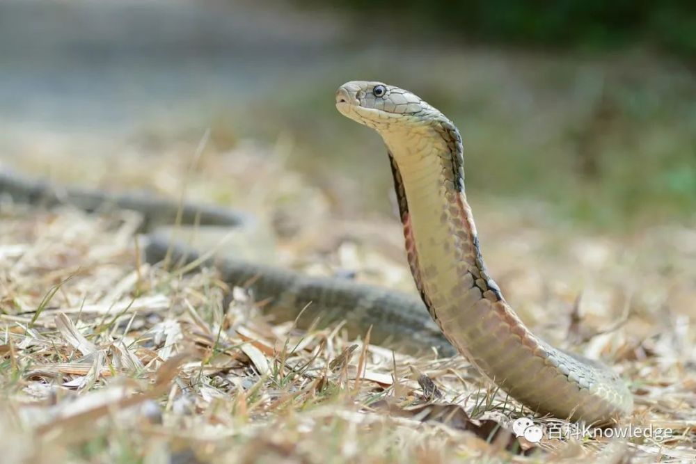 立身膨颈——眼镜蛇(混合毒)