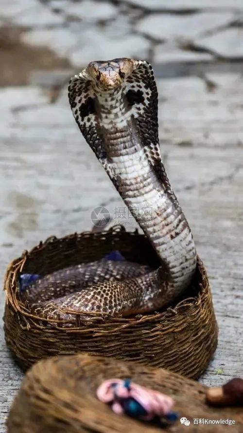 立身膨颈——眼镜蛇(混合毒)