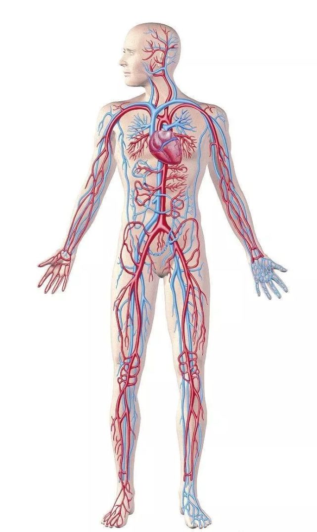 血管按构造功能不同,分为动脉,静脉和毛细血管三种.