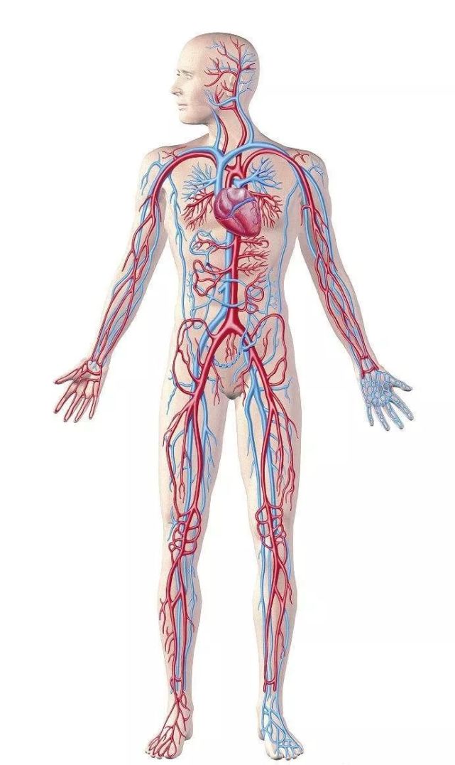 除角膜,毛发,指(趾)甲,牙质及上皮等地方外,血管遍布人体全身.