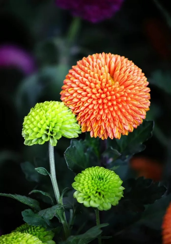 圆润的乒乓菊清新又可爱