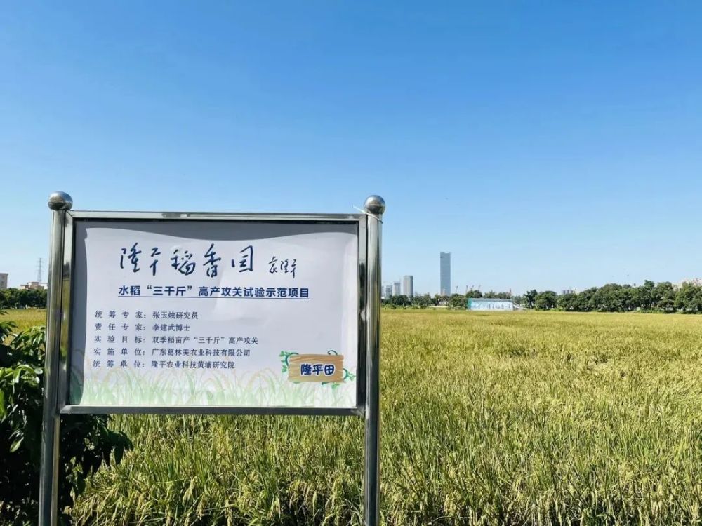 袁隆平院士今日安葬,大吉沙稻花香里说丰年的约定,我们永远记得