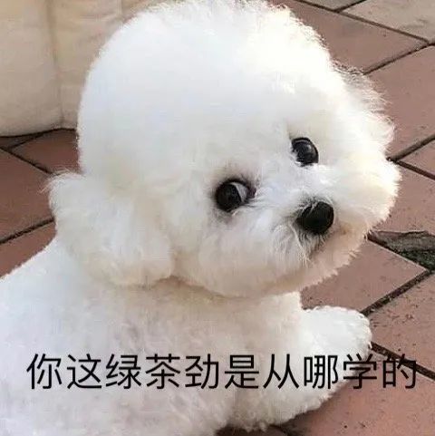 表情包精选你这绿茶劲是从哪学的