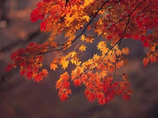 杨朔| 香山红叶
