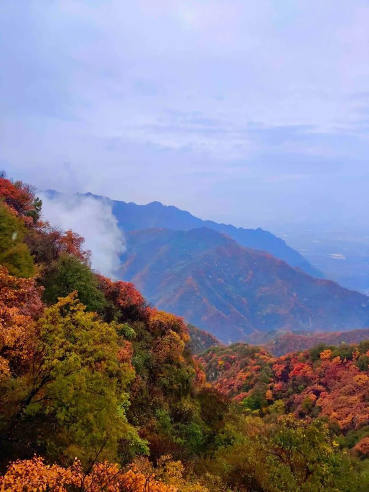 被誉为"秦岭最美红叶观赏地"!漫山遍野红透了!错过再等一年!